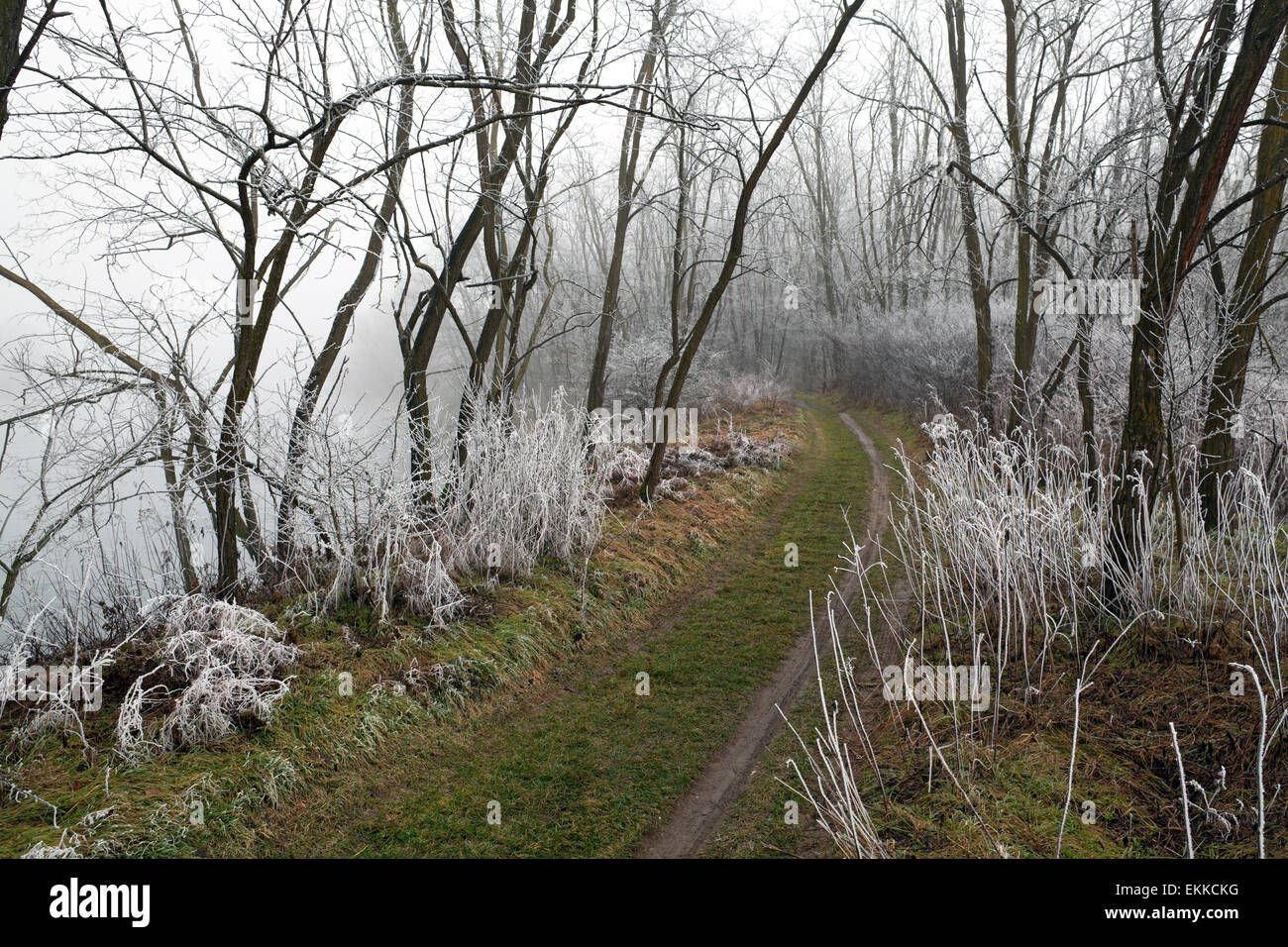 Winter woods at Parco del Ticino, Pavia, Northern Italy . Stock Photo