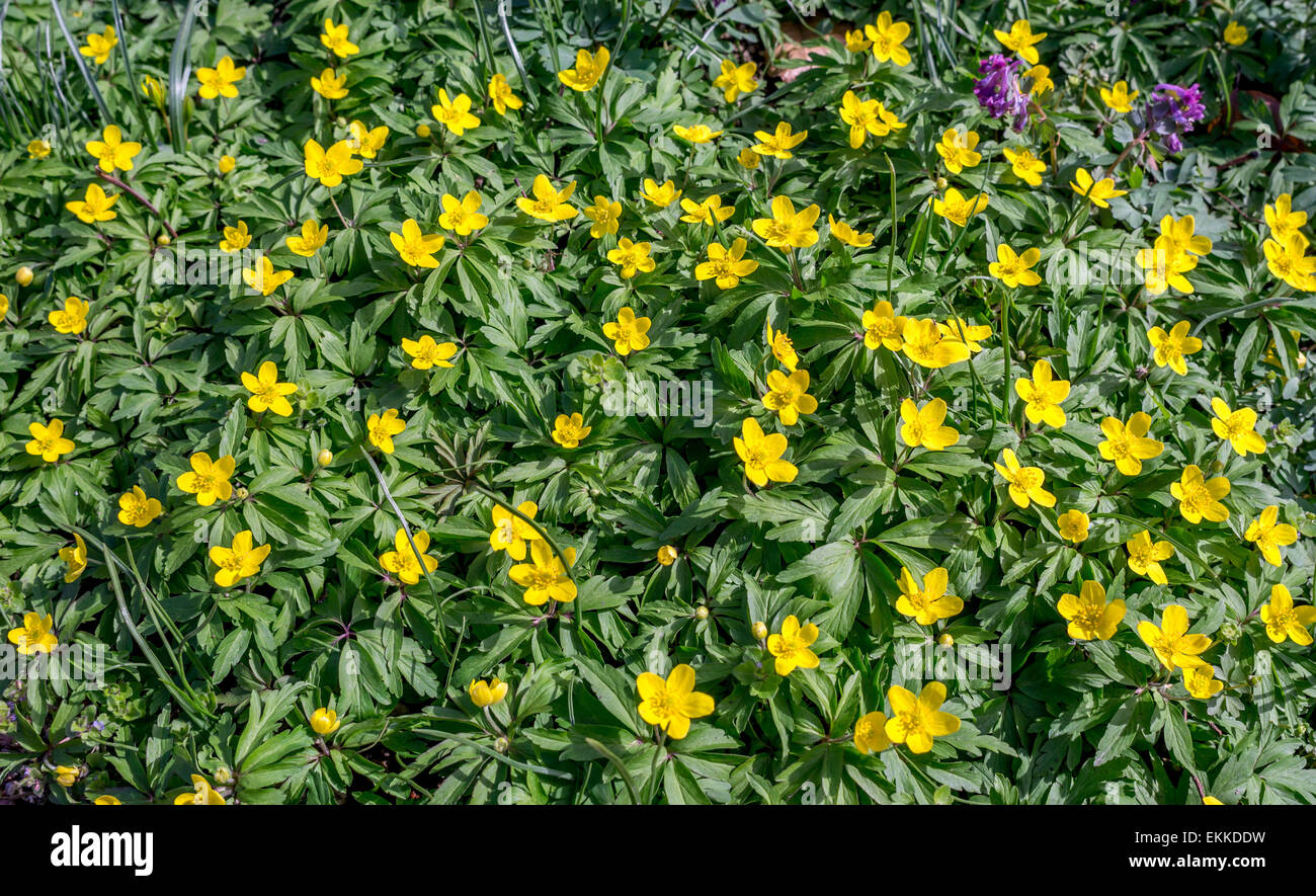 Yellow wood anemone Anemone ranunculoides blooming Stock Photo Alamy