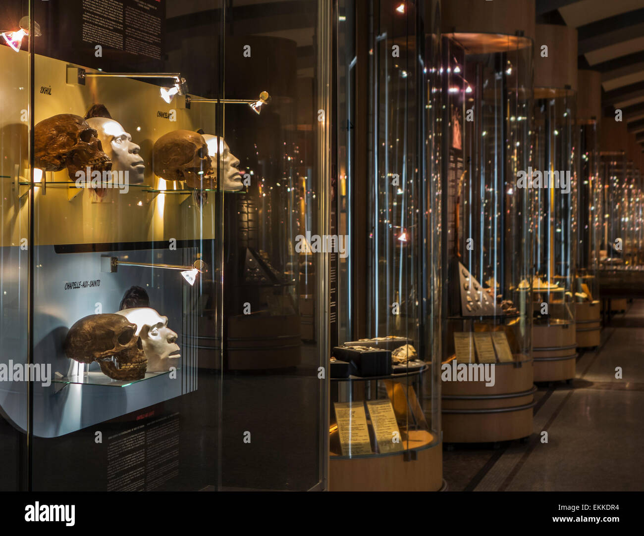 Prehistoric heads and skulls showing human evolution in prehistory gallery in the Cinquantenaire Museum, Brussels, Belgium Stock Photo