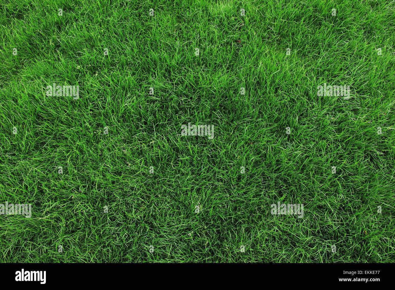 Fresh green grass background, close-up Stock Photo - Alamy