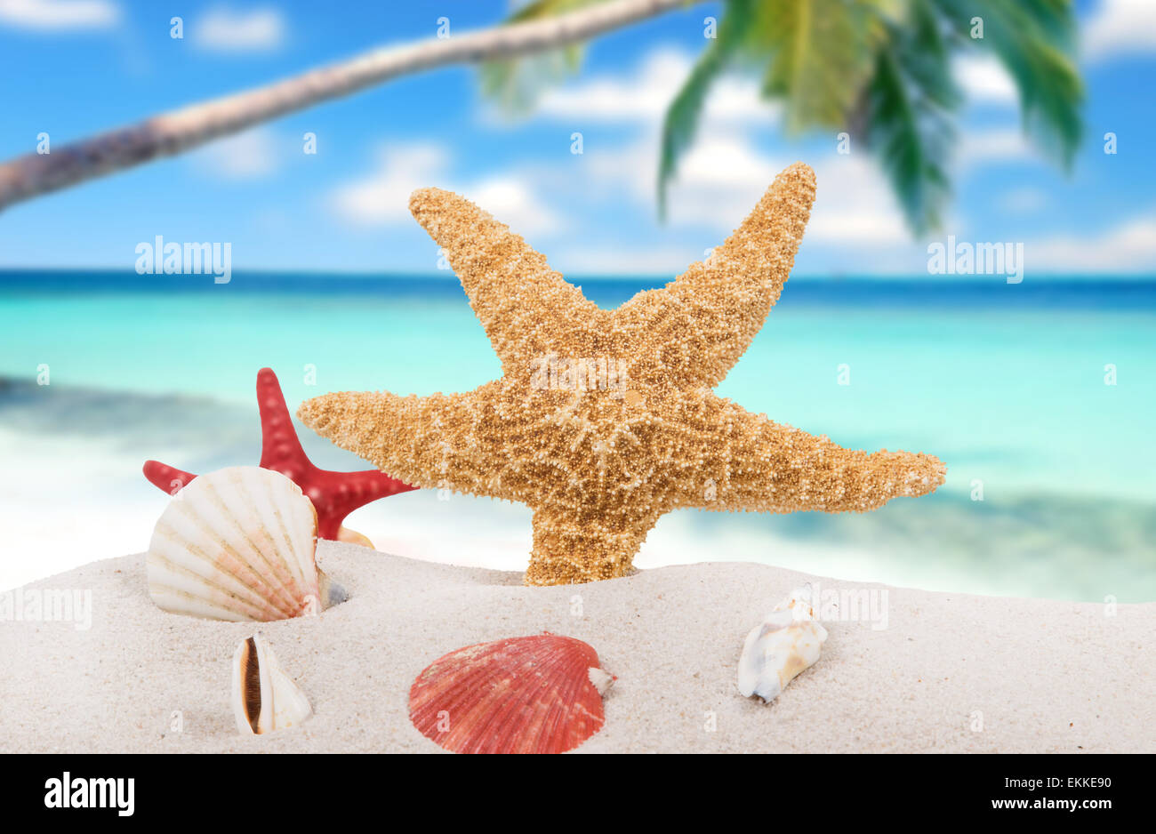 sea shells and starfish with sand, summer background Stock Photo - Alamy