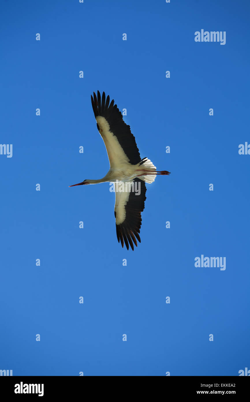 Stork flying high above Valdesalor fields, Caceres, Extremadura, Spain Stock Photo