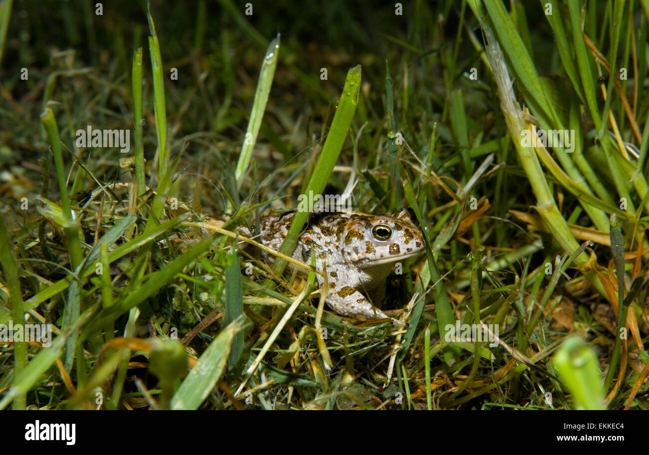 Perez frog in grass filled field, at night Valdesalor, Caceres, Extremadura, Spain Stock Photo