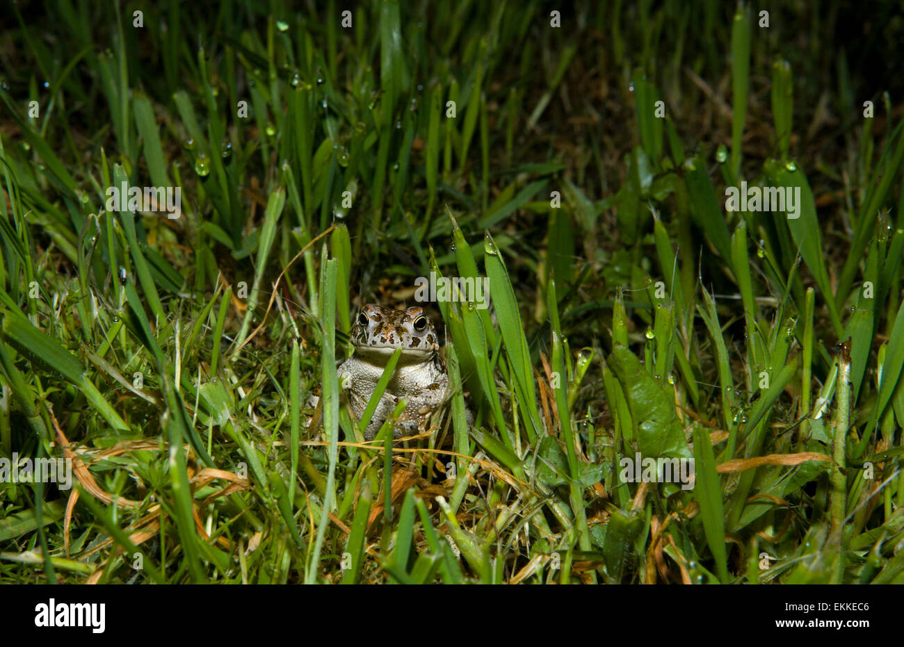 Perez frog in grass filled field, at night Valdesalor, Caceres, Extremadura, Spain Stock Photo
