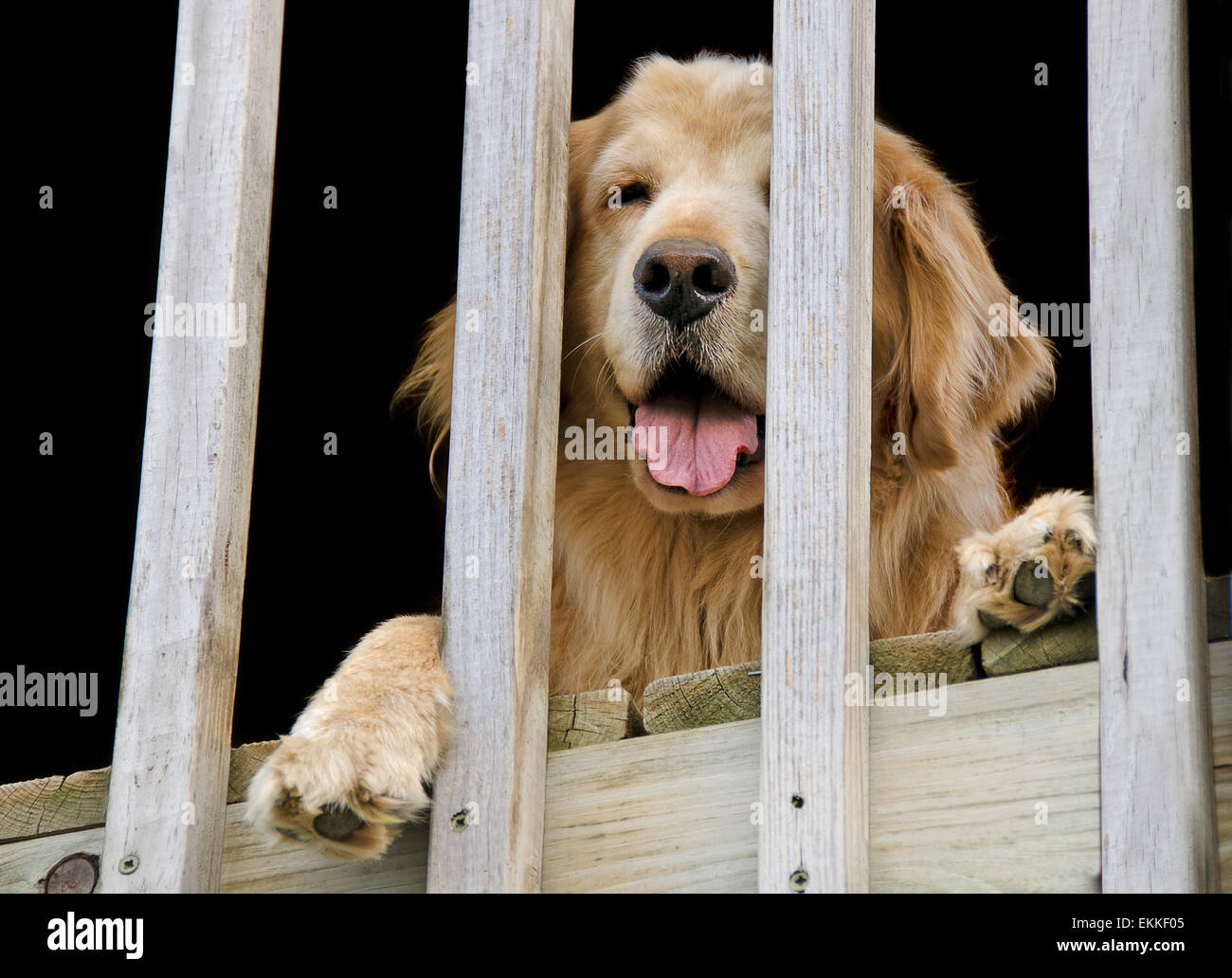 Golden retriever looking through wooden railing. Stock Photo