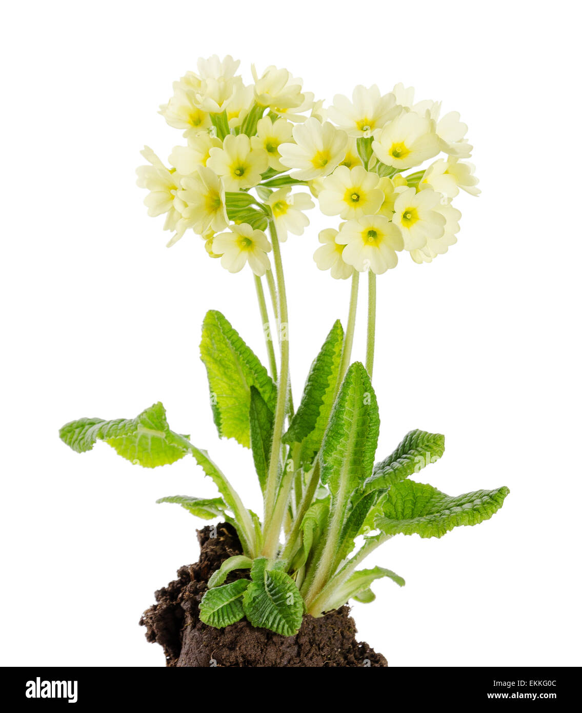 Oxlip, Primula elatior on white background with earth. A species of flowering plant in the family Primulaceae. Stock Photo