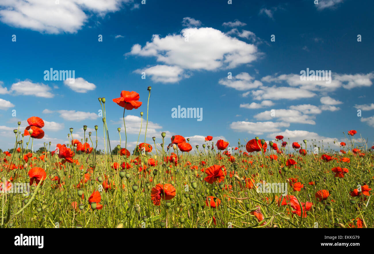 A field of bright, red poppies under blue skyies Stock Photo - Alamy