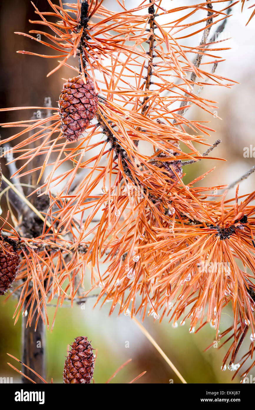 Red Pine Tree Needles