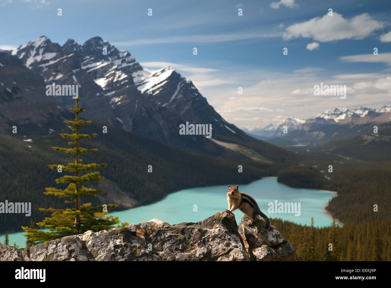 Chipmunk (Golden-mantled Ground Squirrel) against Peyto lake. Canadian Rocky mountains. Banff National park. Alberta. Canada. Stock Photo