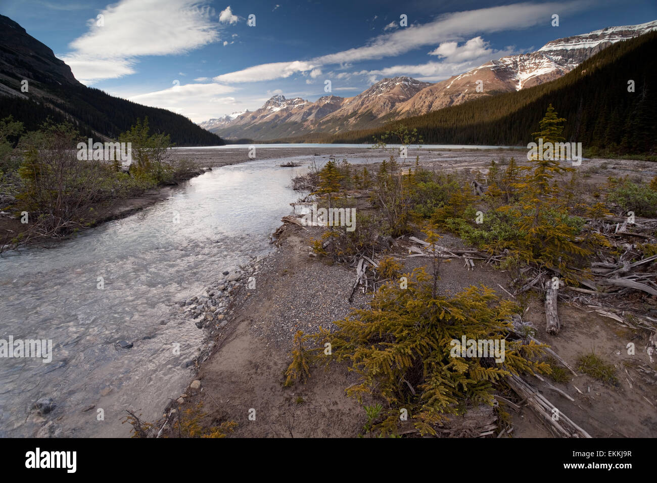 Peyto lake and Peyto glacier. Canadian Rocky mountains. Banff National ...