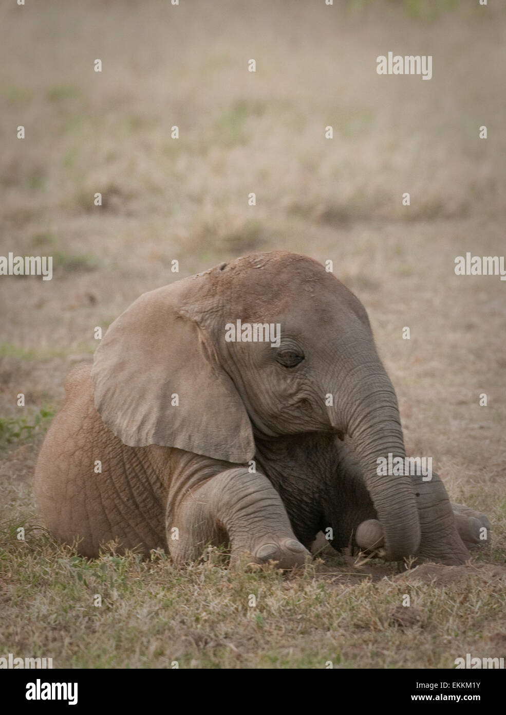 Baby elephant lying down Stock Photo