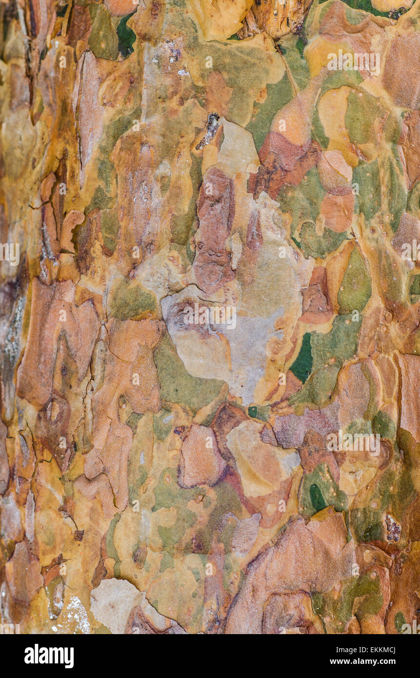 pine bark texture background Stock Photo - Alamy