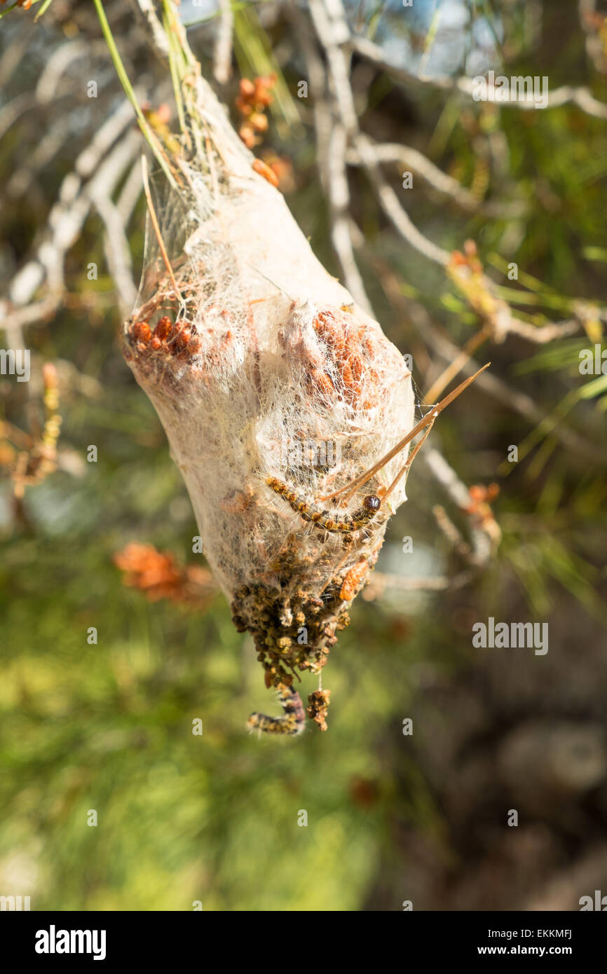 Large processionary maggot nest on a pine tree Stock Photo Alamy