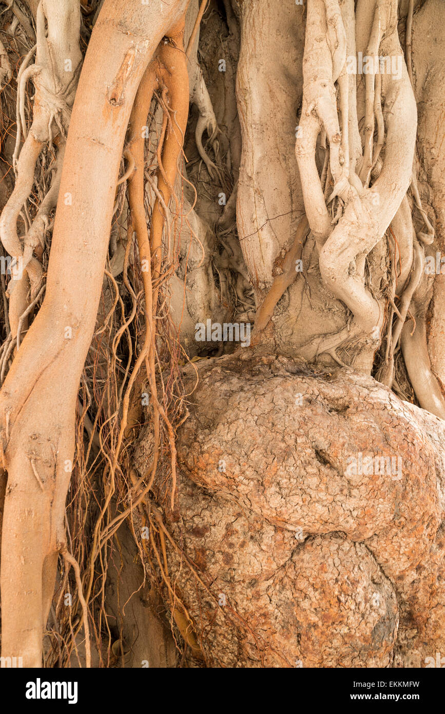 Massive trunk gnarled roots hi-res stock photography and images - Alamy