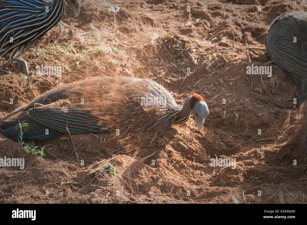 Vulturine Guineafows dusting Stock Photo