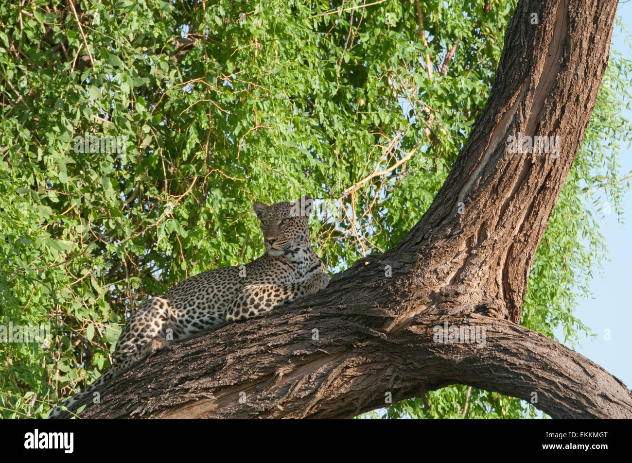 Leopard lying in tree Stock Photo - Alamy