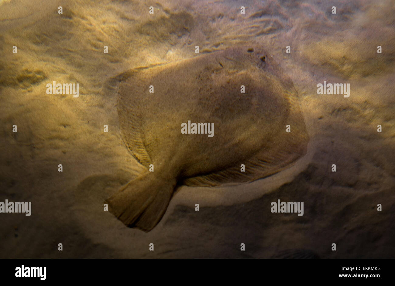 The turbot lives in coastal waters up to depths of about 80 m on sandy or rocky bottoms. Stock Photo