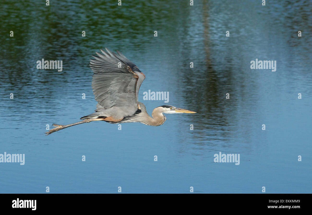 Great blue heron (Ardea herodias) flying above the water Stock Photo