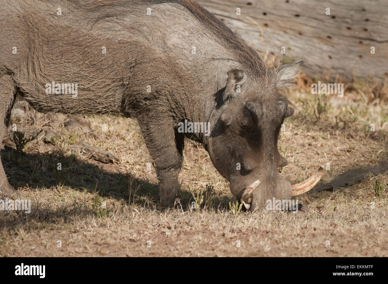 Warthog grazing-showing tusks Stock Photo