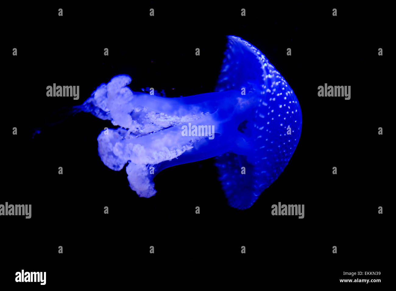 Beautiful white and blue jellyfish in the water on black and blue background in Lisbon aquarium, Portugal Stock Photo