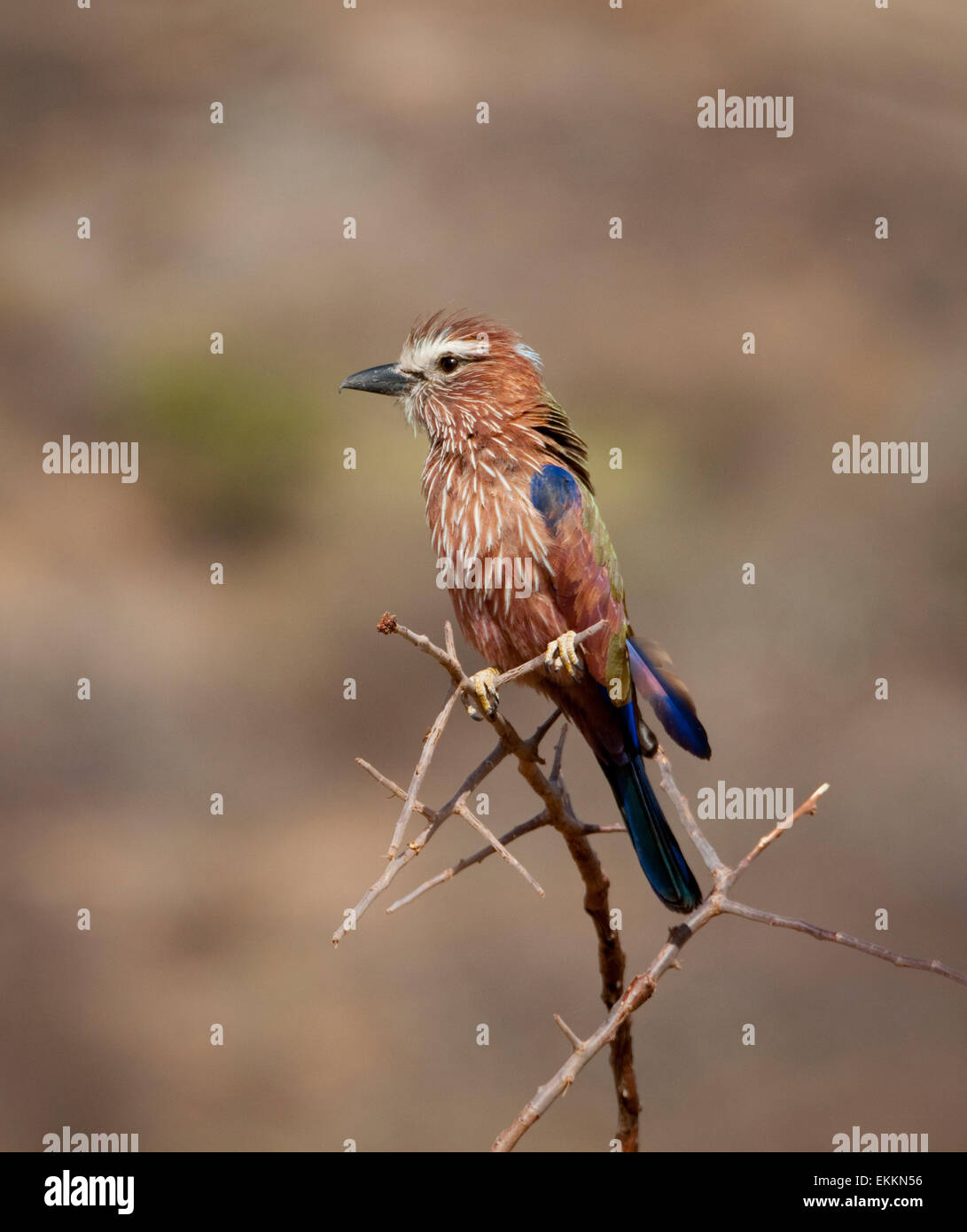Rufous-crowned Roller perched on branch Stock Photo