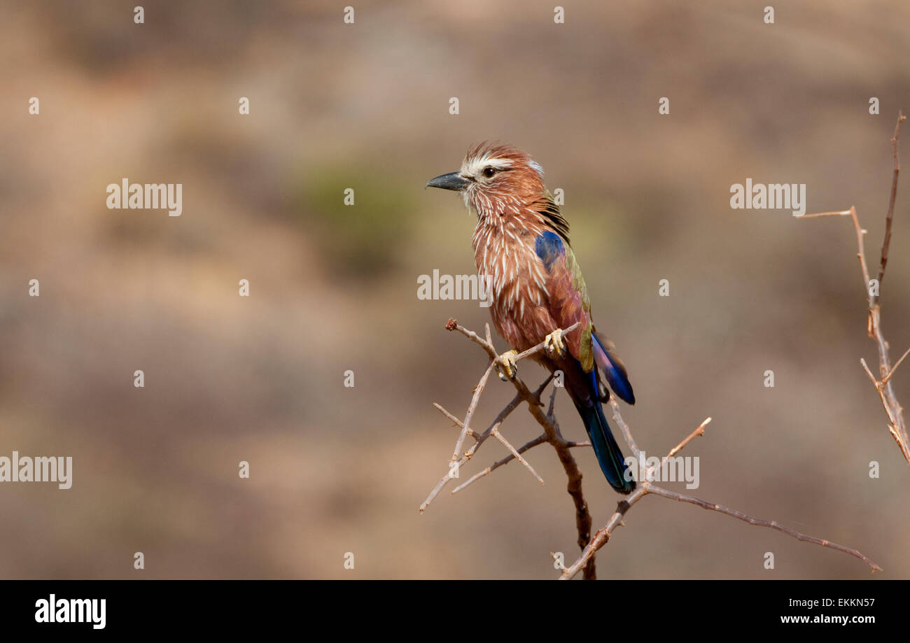 Rufous-crowned Roller perched on branch Stock Photo