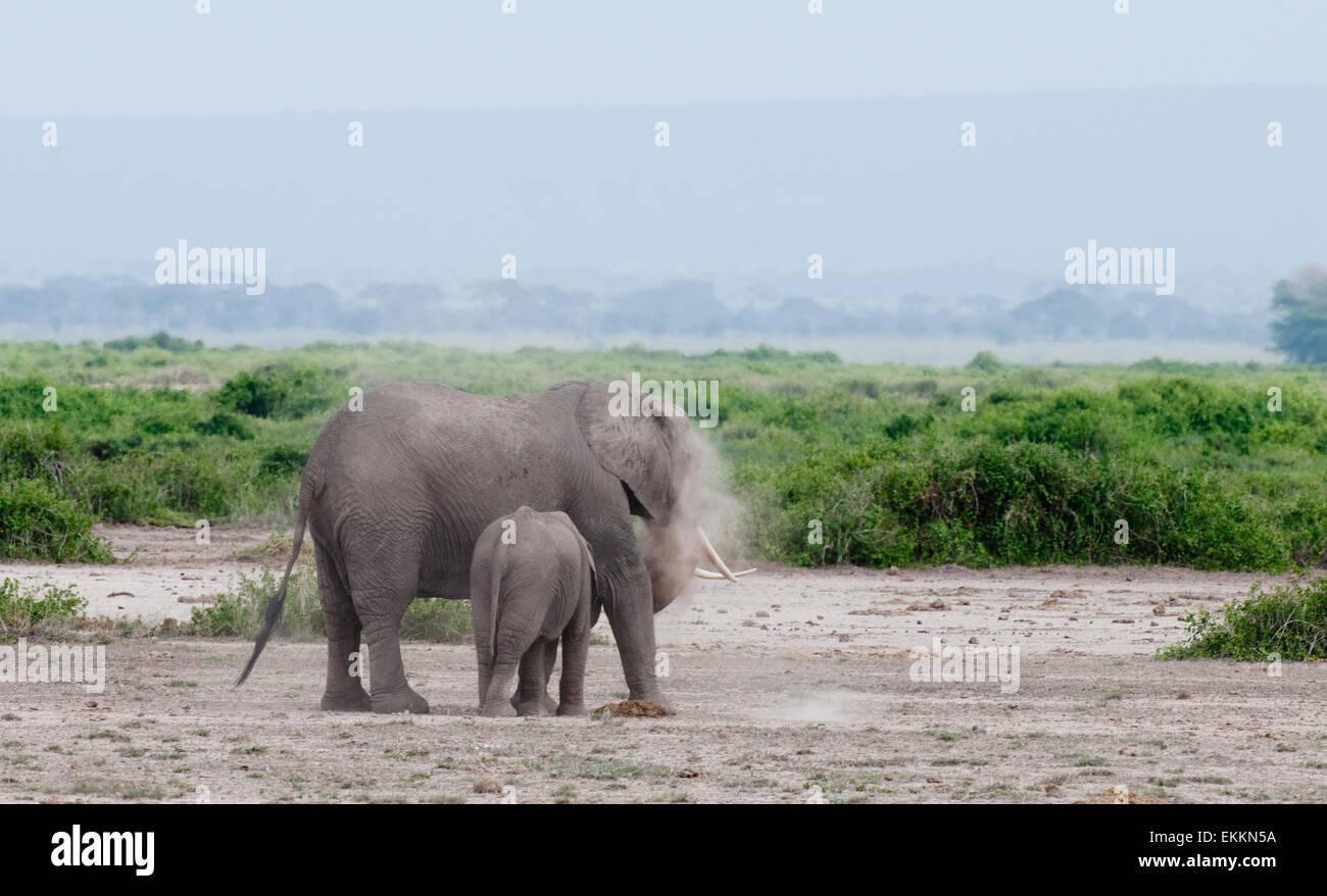 African elephant with young one by it Stock Photo