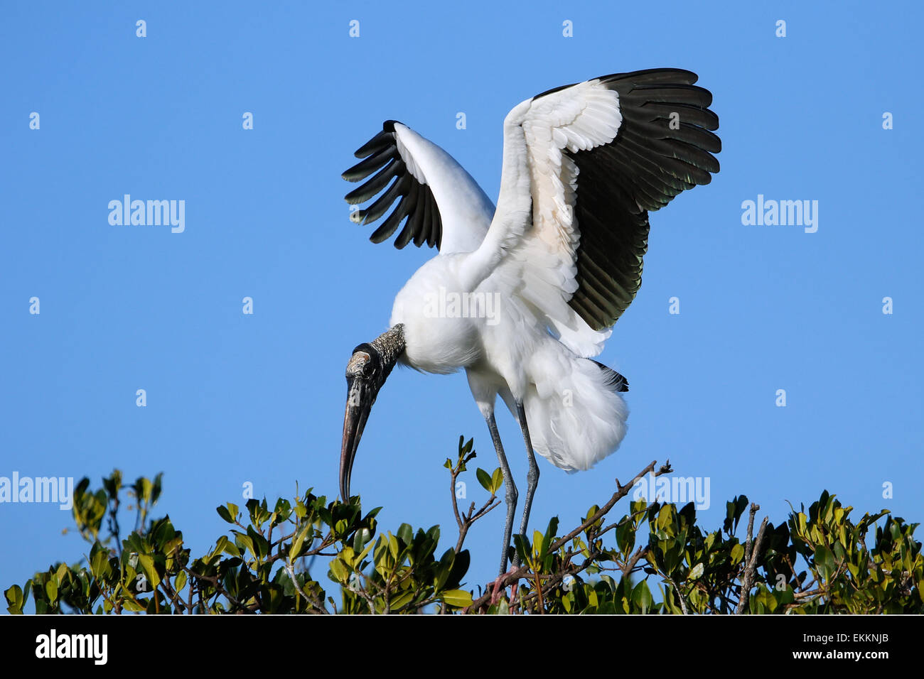 Wood stork (Mycteria americana) spreading wings Stock Photo