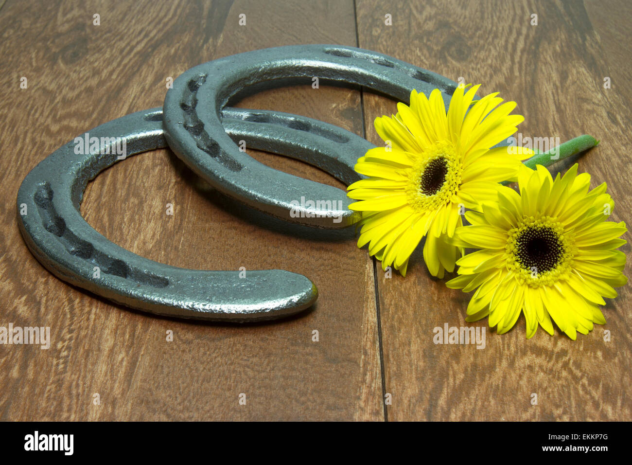 Black Eyed Susans or Gerber Daisies official flower of the Preakness
