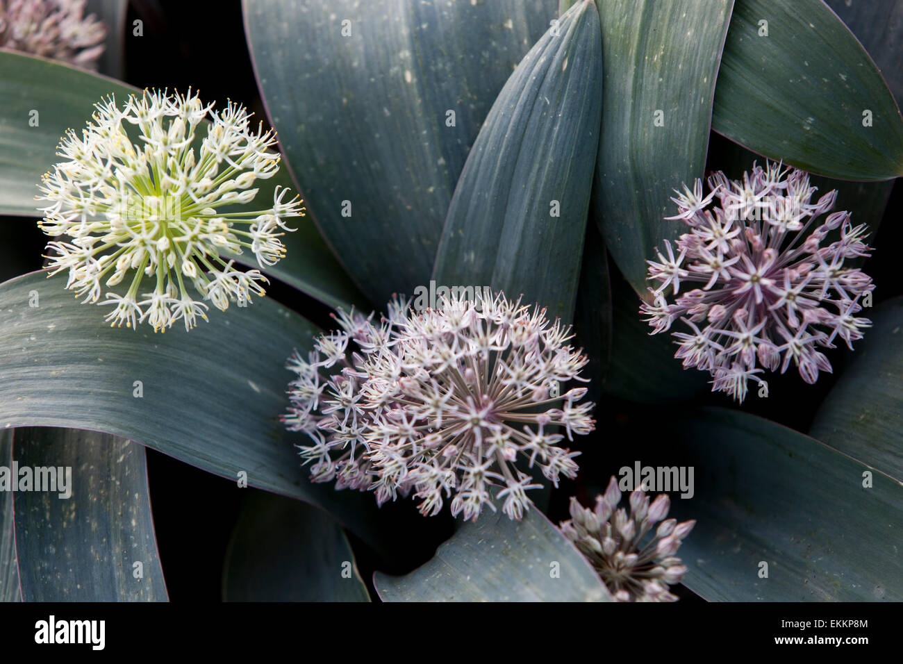 Allium karataviense flower Stock Photo