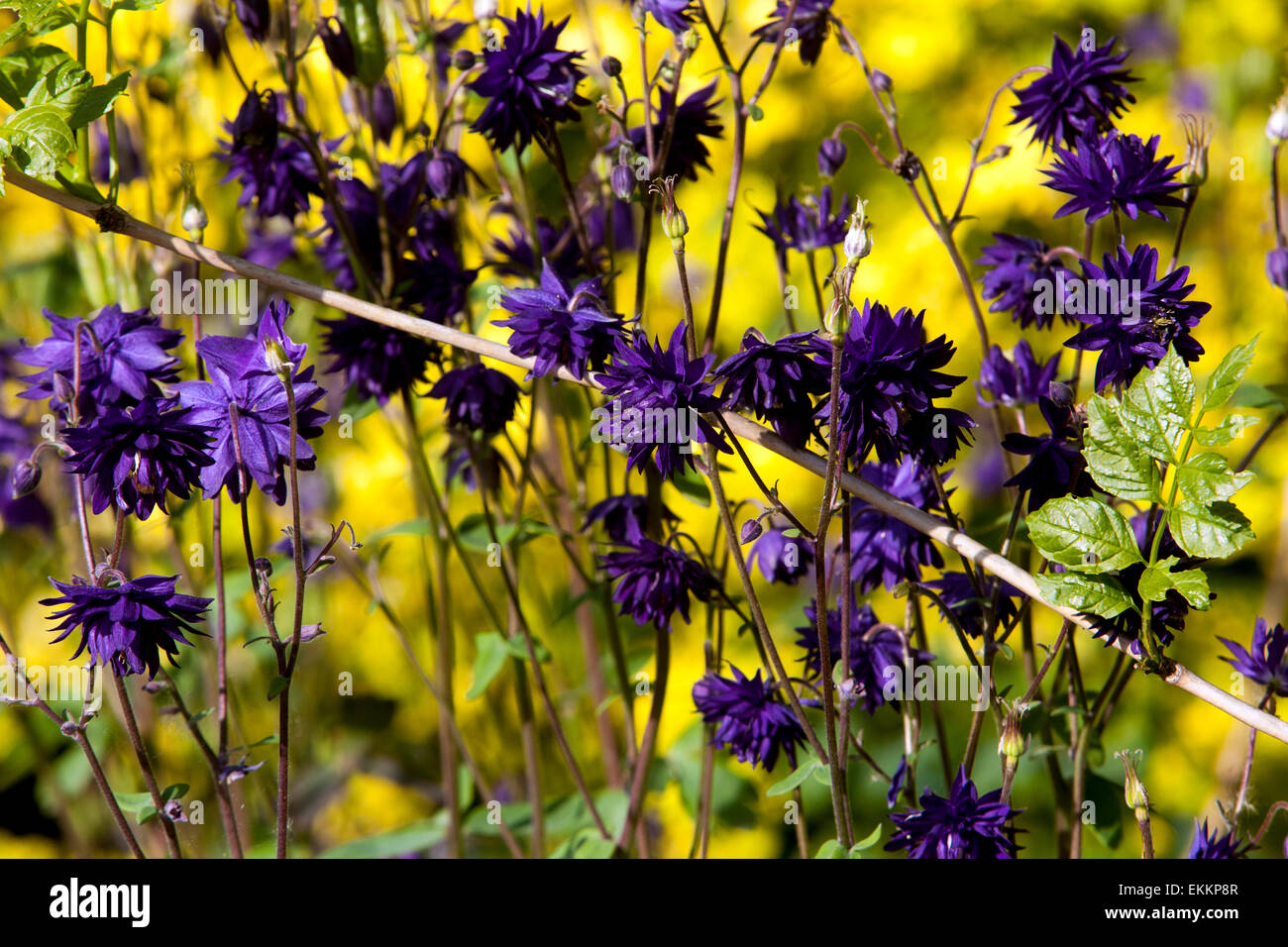 Blue yellow Aquilegia vulgaris flower Stock Photo
