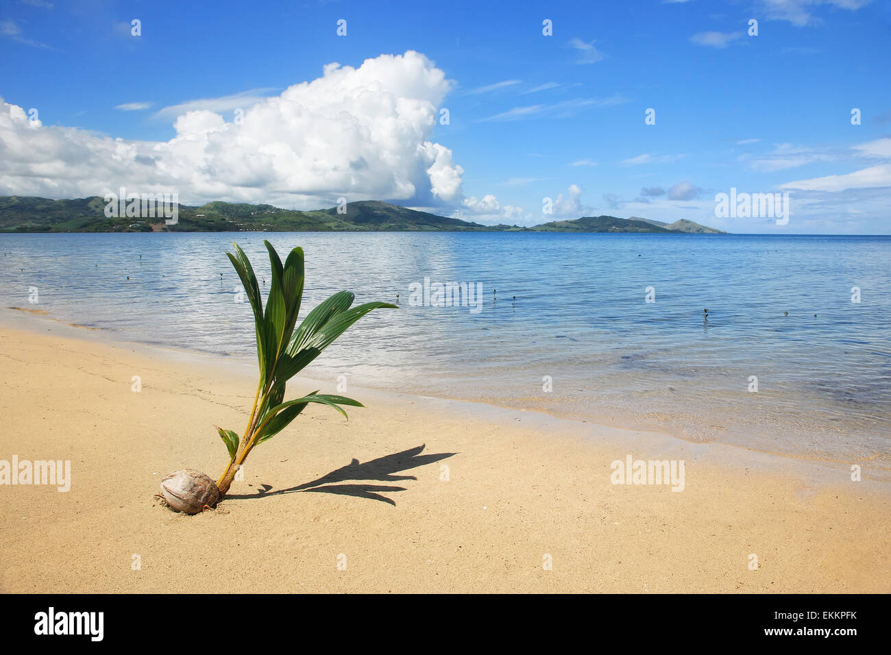 Palm tree sprout on a tropical