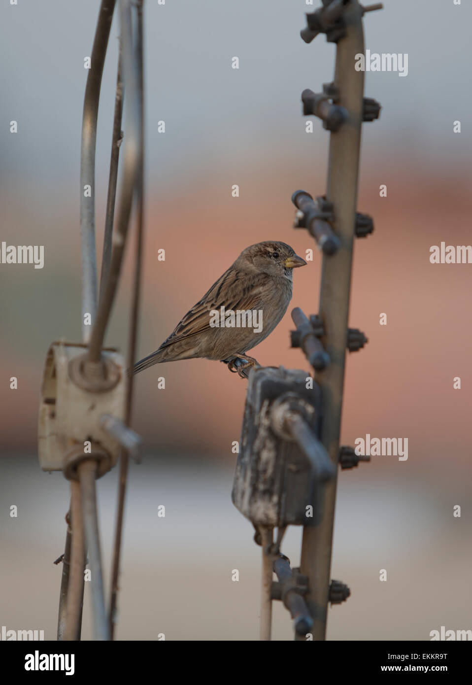 Antenna with birds hires stock photography and images Alamy
