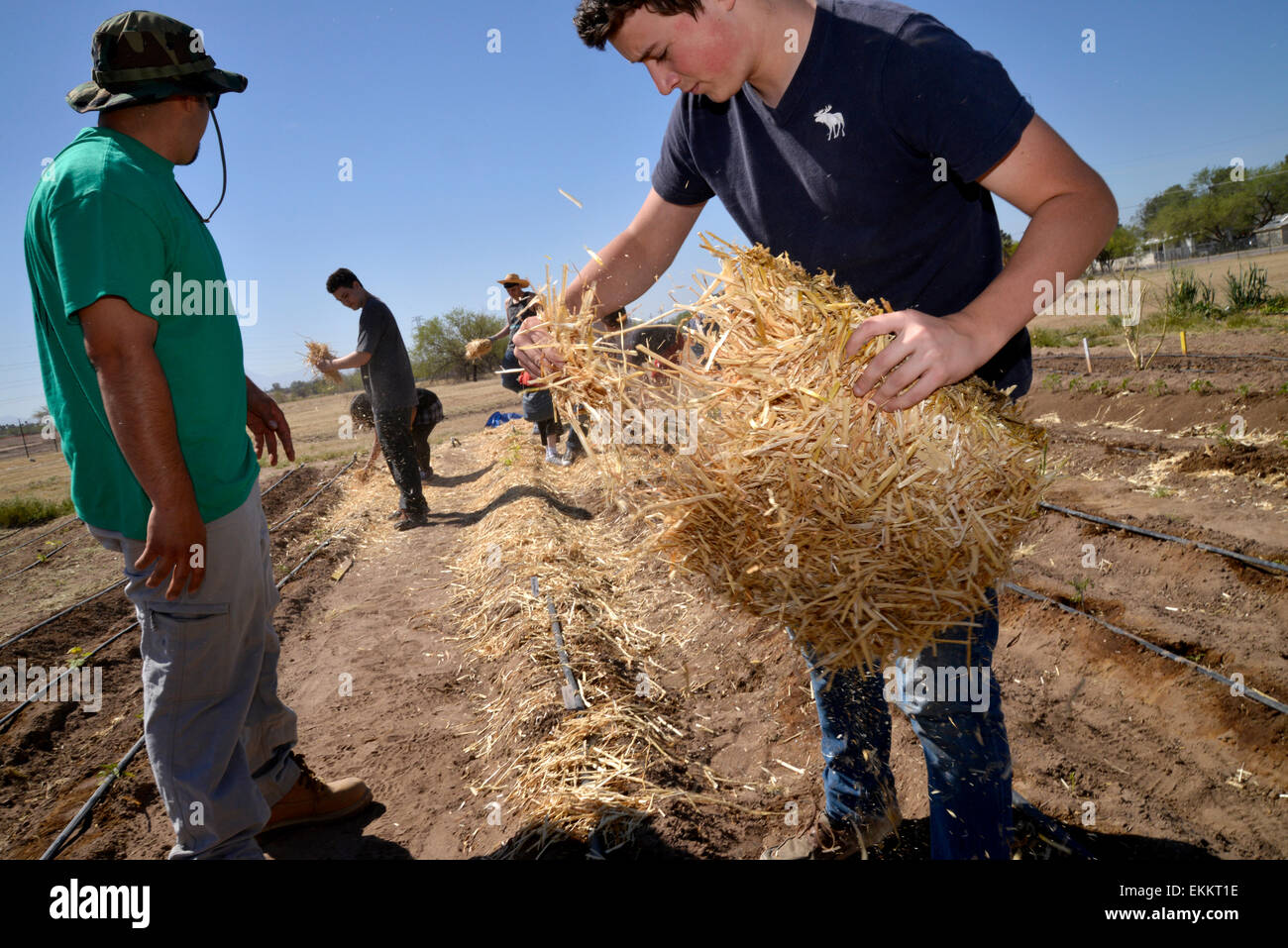 Student and adult volunteers work to produce food for needy families on a Chávez Day of Service, Tucson, Arizona, USA. Stock Photo