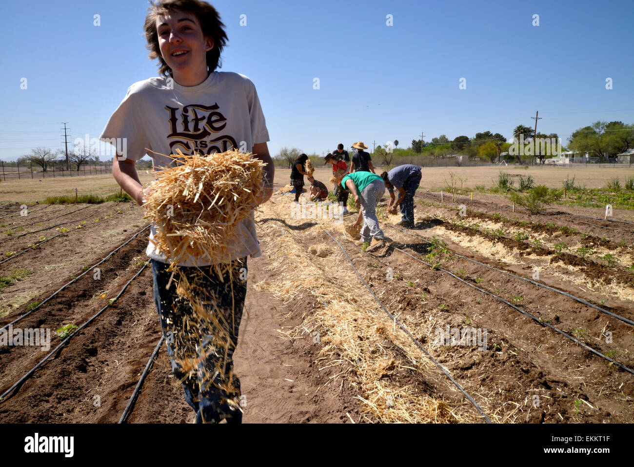 Student and adult volunteers work to produce food for needy families on a Chávez Day of Service, Tucson, Arizona, USA. Stock Photo