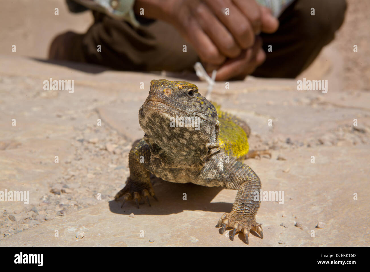 Uromastyx geyri, commonly known as the Saharan Uromastyx, Saharan Spiny-tailed Lizard or Geyr's Dabb Lizard, is a species of liz Stock Photo