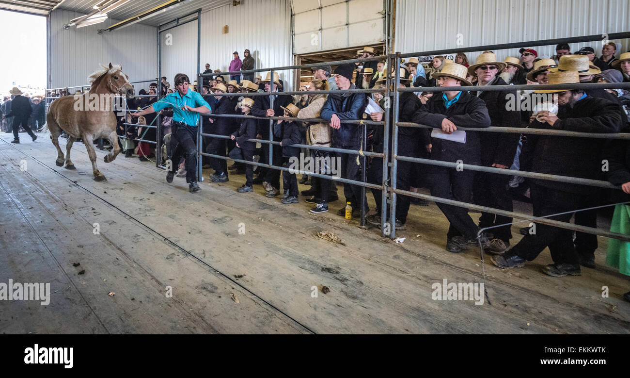 Rawlinsville, Pennsylvania, USA. Amish Mud Sale, held every spring in