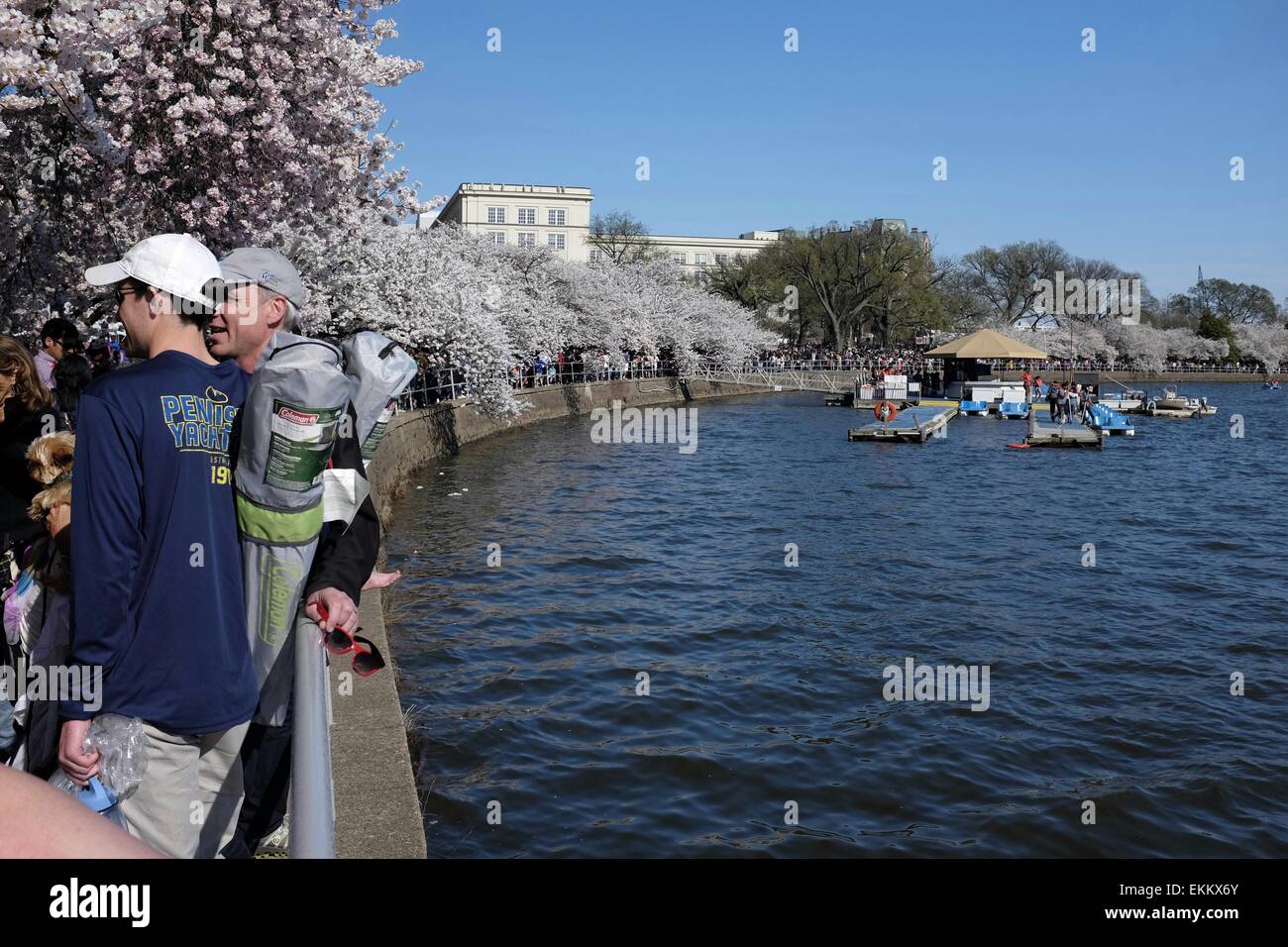 Cherry trees and paddle boat dock at Cherry Blossom Festival in