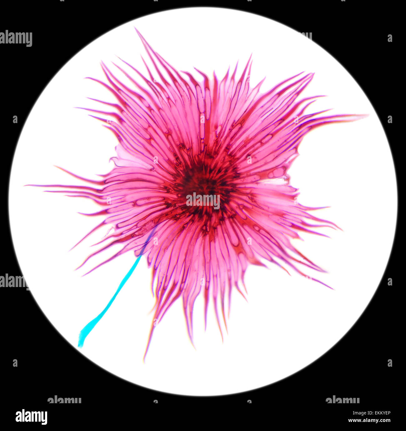 Cactus pollen under a microscope, (StellatoPilosus W.M.). 400x Stock
