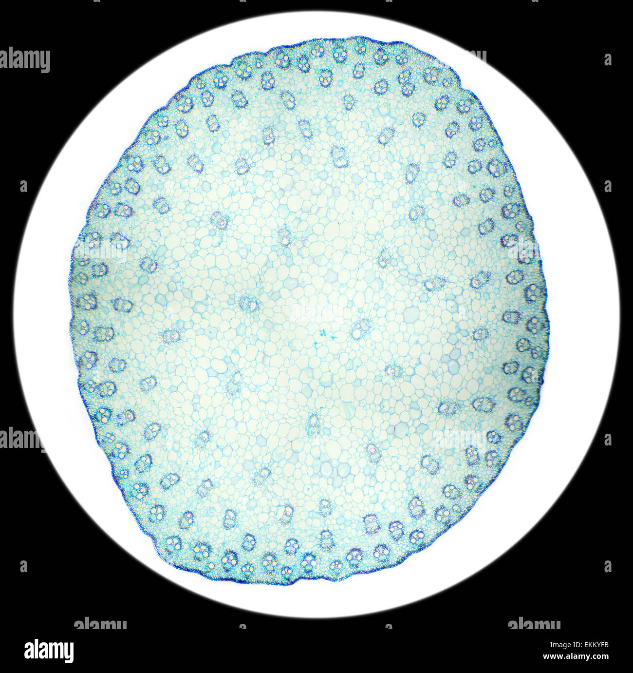 Corn stem cross section hires stock photography and images Alamy