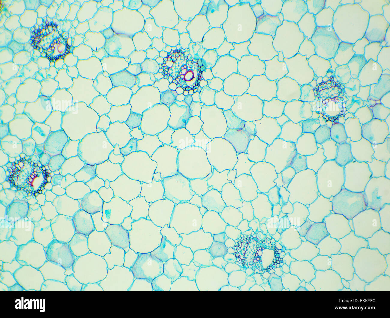 Corn stem cross section hires stock photography and images Alamy