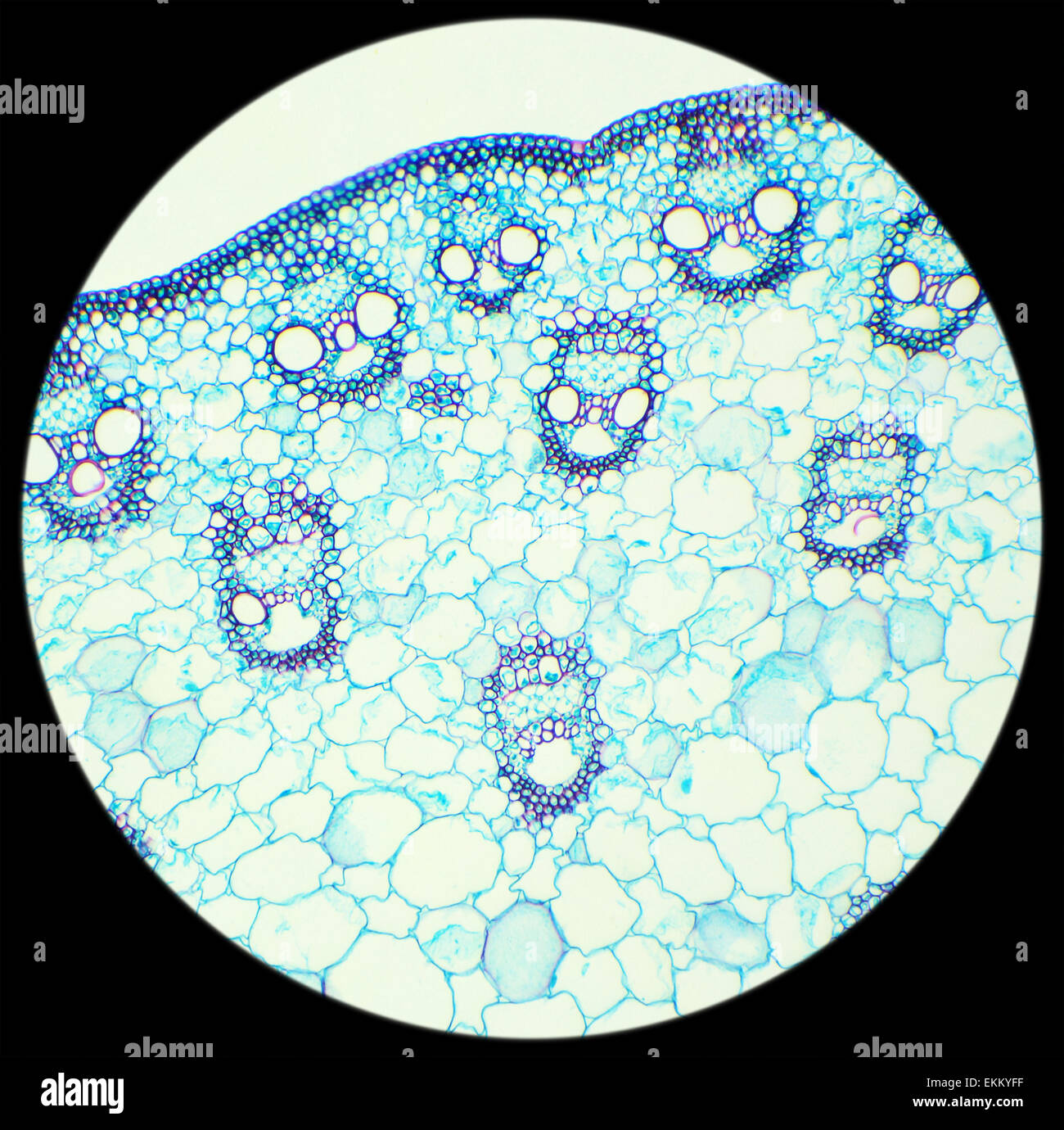 Corn stem cross section hires stock photography and images Alamy