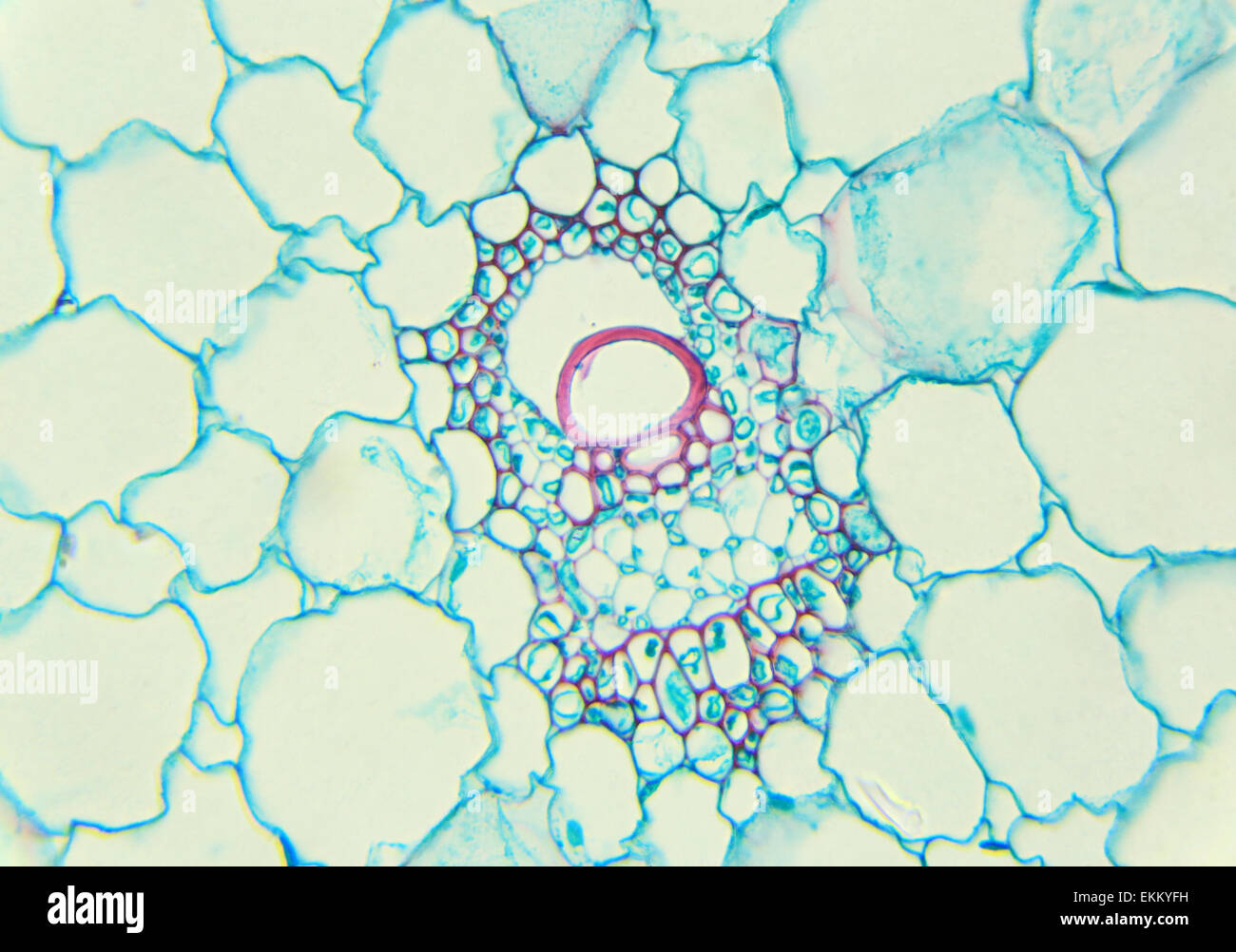 Corn Stem Under Microscope
