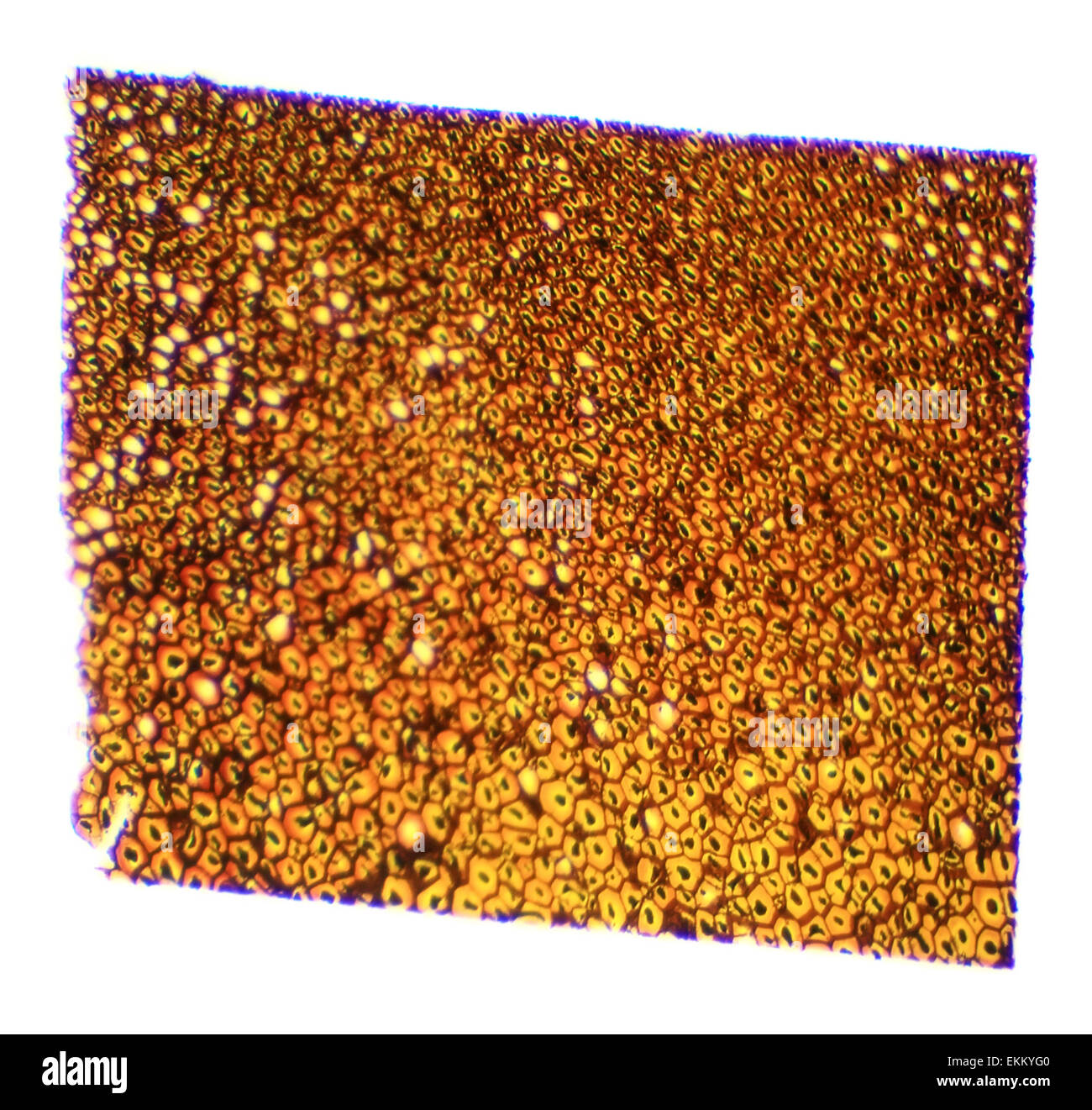 Plasmodesmata slice under the microscope, (Plasmodesma Sec.), 40x Stock Photo