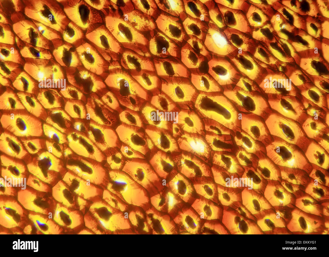 Plasmodesmata slice under the microscope, (Plasmodesma Sec.), 400x Stock Photo