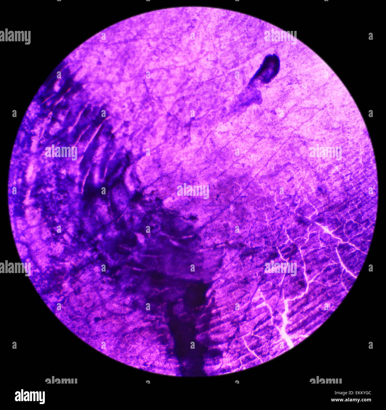 Fish scales under the microscope, background, 40x Stock Photo Alamy