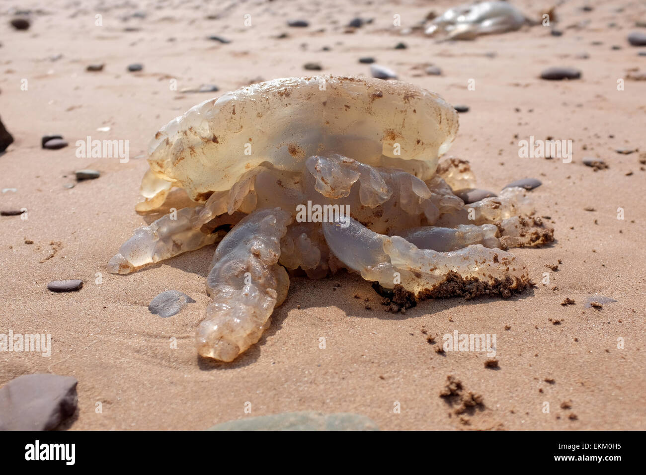 Jellyfish washed up on a UK beach Dawlish Warren England Stock Photo