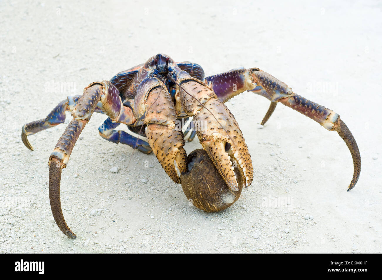 Coconut or Robber crab (Birgus latro) with a coconut, Christmas Island. This is the largest land crab in the world Stock Photo