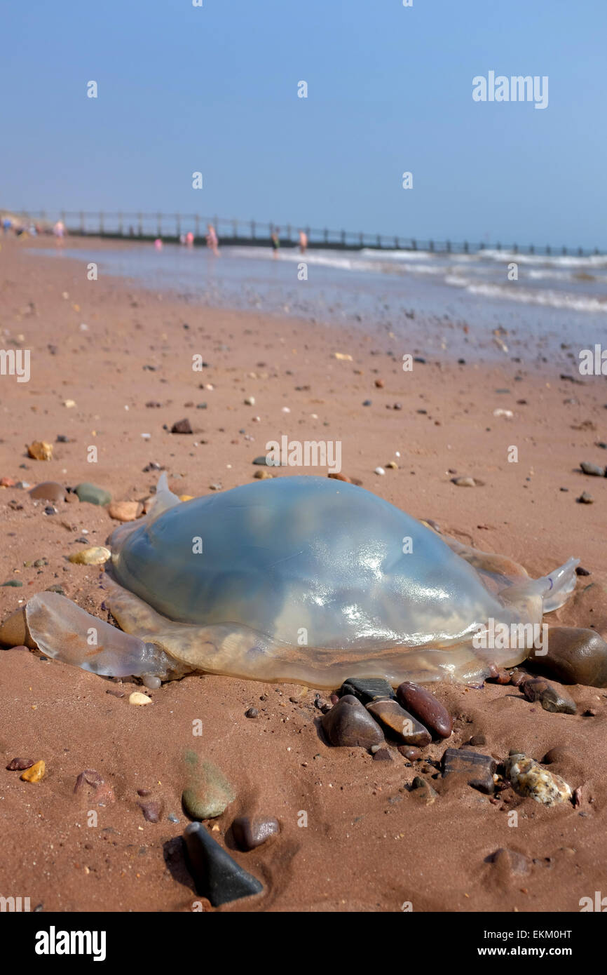 jellyfish-washed-up-on-a-uk-beach-dawlish-warren-england-stock-photo