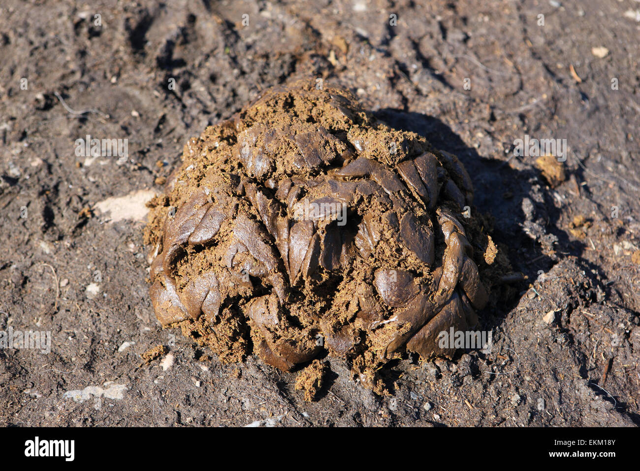 Cow Manure karnataka-village-spars-with-cow-dung-to-mark-end-of-diwali-gorehabba